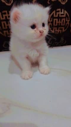1 white persian kitten