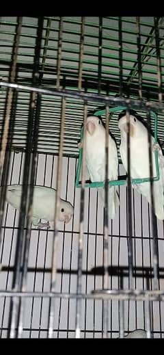 Albino black eyes for sale total 1 pair 1male