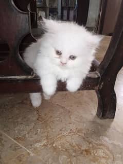 White Triple Coated Persian Kitten