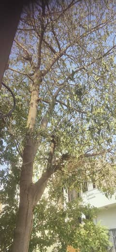 Shahtoot Tree for Urgent Sale