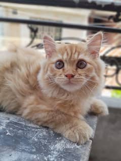 Persian male orange cat