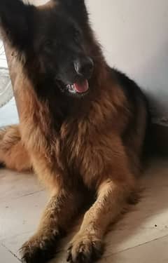 outclass german shepherd breeder female