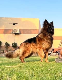 german shepherd long coat original gsd heavy bone structure