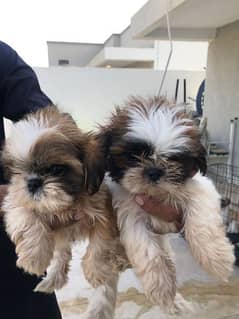 Shihtzu puppies available for adoption in Karachi