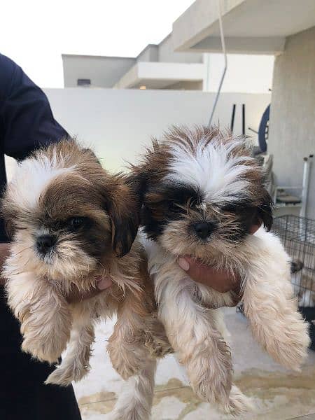 Shihtzu puppies available for adoption in Karachi 0