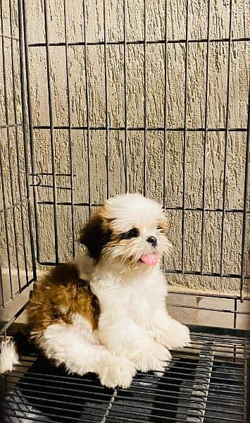Shihtzu puppies available for adoption in Karachi 1