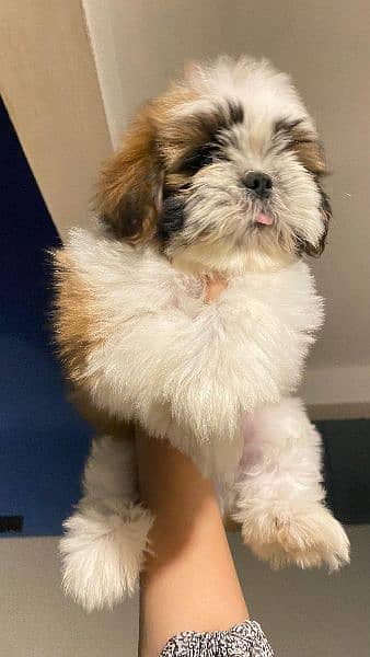 Shihtzu puppies available for adoption in Karachi 2