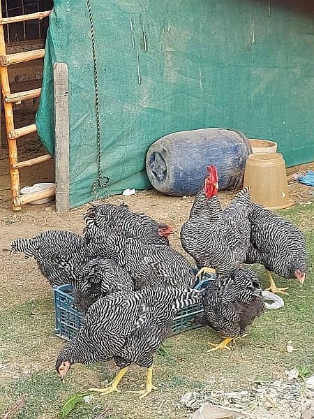 Plymouth rock heritage hens 1