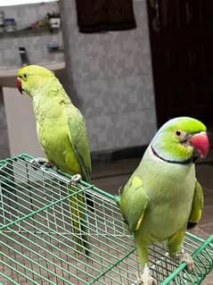 parrot pair | handtamed pair | parot | talking parrot