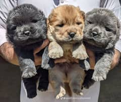 chowchow puppies  (03114064169) 0