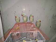 Kashmiri / Raw / Parrot / Green parrot / Hand tamed
