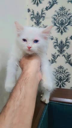 blue eyes doll face persian cat urgent sale 0