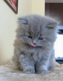 grey male persian kitten