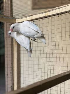 albino black eye pair available