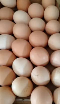 Dasi Eggs