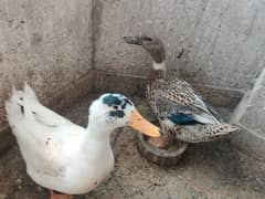 Ducks