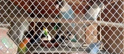 پانچ جوڑے فشری اور ڈبل پوشن پنجرہ  فارسیل سٹی کبیروالہ