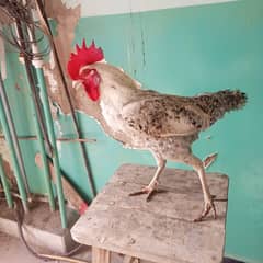 Misri Rooster for sale