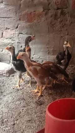 Aseel Sindhi Chicks 8 Piece Ha Total Ak 1300