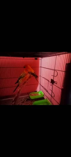 Sun conure pair  FOR SALE