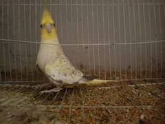 male cockatiel for sale