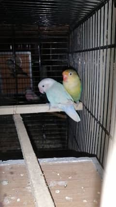 Lovebird pair good breed