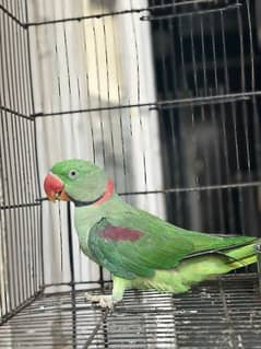 Raw parrot male jumbo size