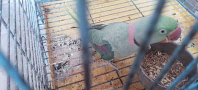 kashmiri parrot  / Raw parrot/ Green parrot/ Pahari parrot for sale 0