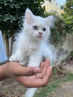 Blue eyed white Persian kitten