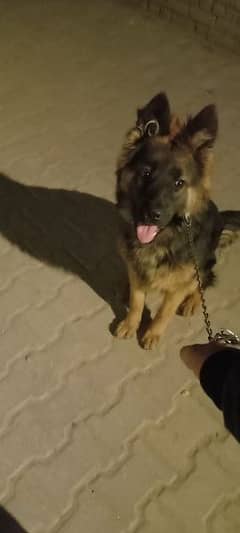 long coat german shepherd female 03173594835