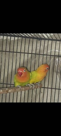 parrots budgies pairs and singles