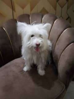 russi dog pink nose. white color