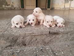 Show quality Malties Puppies for sale poodle shitzu 0