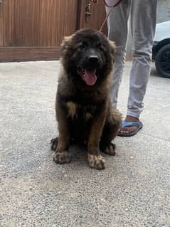 3.5 month old Caucasian Shepherd male puppy. imported from Russia .