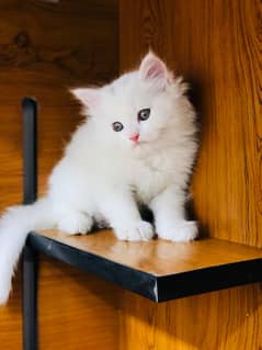 Persian / Kitten / Triple coat / Cute Cats / Fluffy Cat / small kitten 0