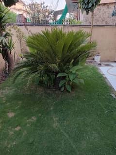 comb palm tree