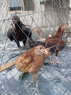 Aseel chicks 5  healthy