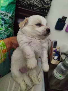 Tibetan terrier puppies available for sale