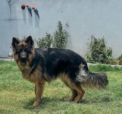 german shephard Male