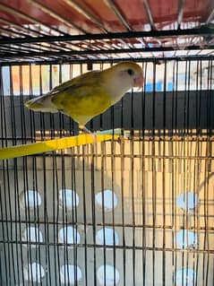 Rosy-faced Lovebird