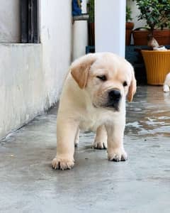 Labrador 0