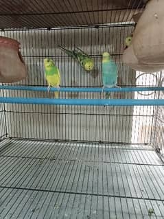 masha Allah active and butiful bagi parrot for sale