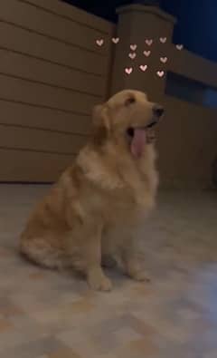 Pedigree Golden Retriever fully trained finding home!!