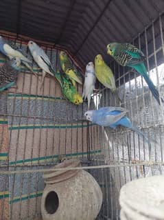 total 12 budgies 6 male 6 female 12 eggs & with cage price is 6000