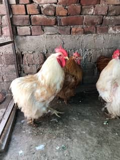 Golden Buff Heavy 4 Male Hens for Sale