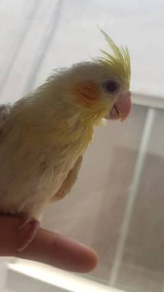 cockatiel pairs and tame chicks for sale. . .