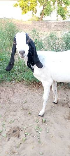 Desi Bakri Goat 0