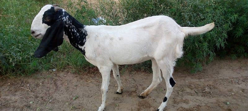 Desi Bakri Goat 1