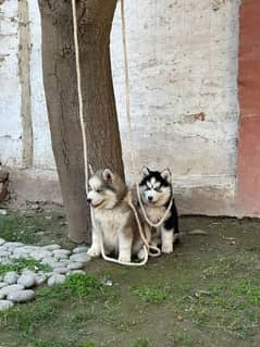 Siberian Husky puppies urgently sale