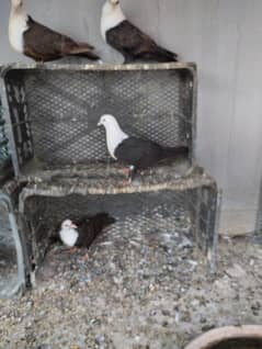 karbalai pigeons brown breeding pair with chicks